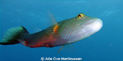 This bandcheek wrasse followed me for a long time and che... by Atle Ove Martinussen 